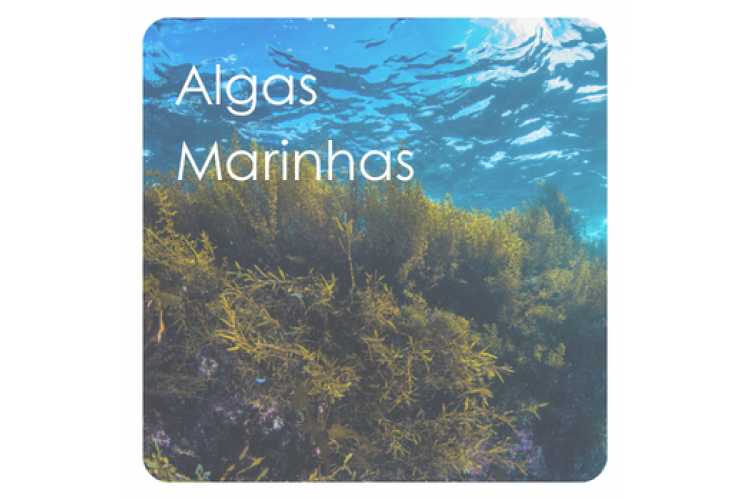 Algas Marinhas: nutrição, hidratação e revitalização da pele