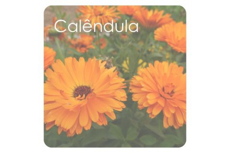 Calêndula: ação calmante, regeneradora e protetora para a pele