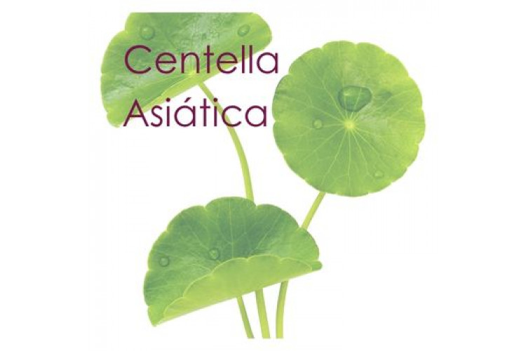 Centella Asiática: regeneração, firmeza e cuidado completo para rosto e corpo