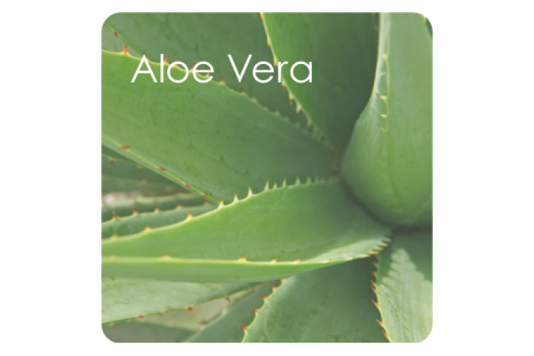 Aloe Vera (Babosa): hidratação, regeneração e ação calmante para a pele