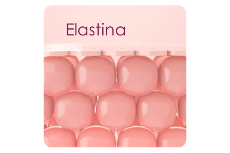 Elastina: firmeza, elasticidade e resistência para a pele