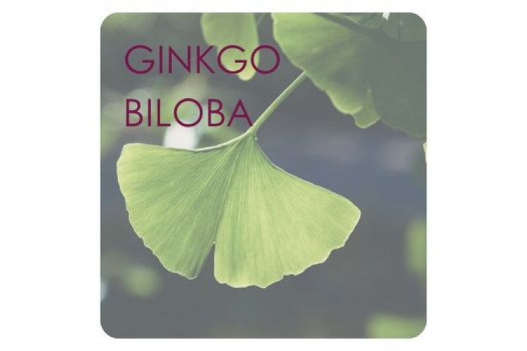 Ginkgo Biloba: ação antioxidante, circulação e proteção para a pele