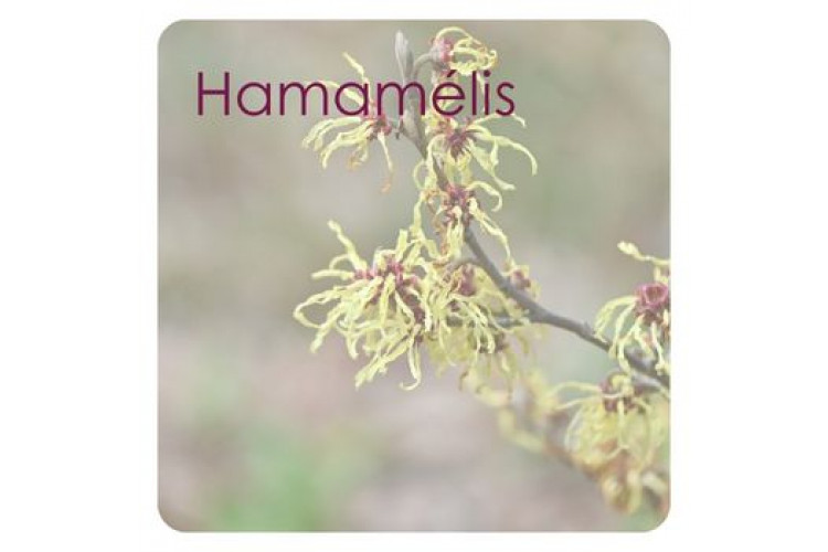 Hamamélis: ação adstringente, calmante e equilibrante para a pele