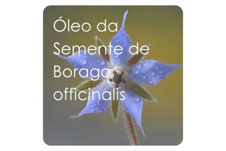Óleo da Semente de Borago officinalis (Borragem): nutrição e regeneração para peles sensíveis e sensibilizadas Óleo da Semente de Borago officinalis (Borragem): nutrição e regeneração para peles sensíveis e sensibilizadas