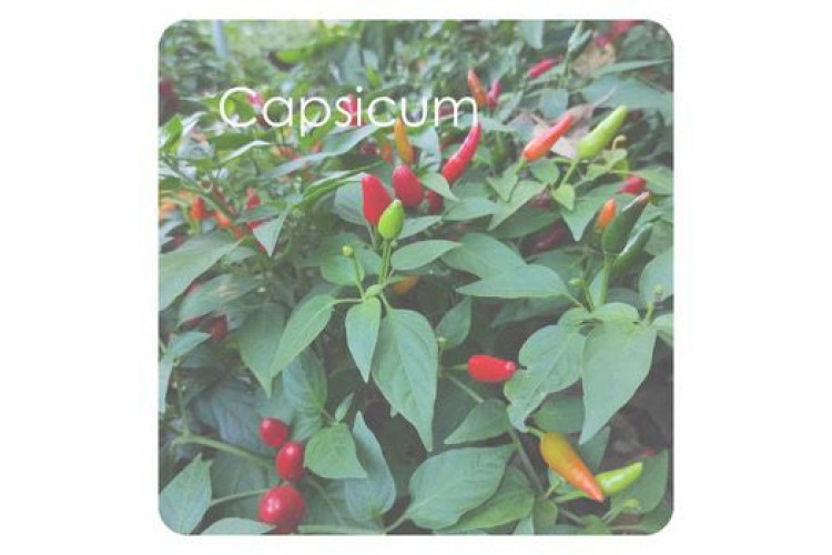 Capsicum: estímulo, circulação e potencialização de resultados em tratamentos corporais